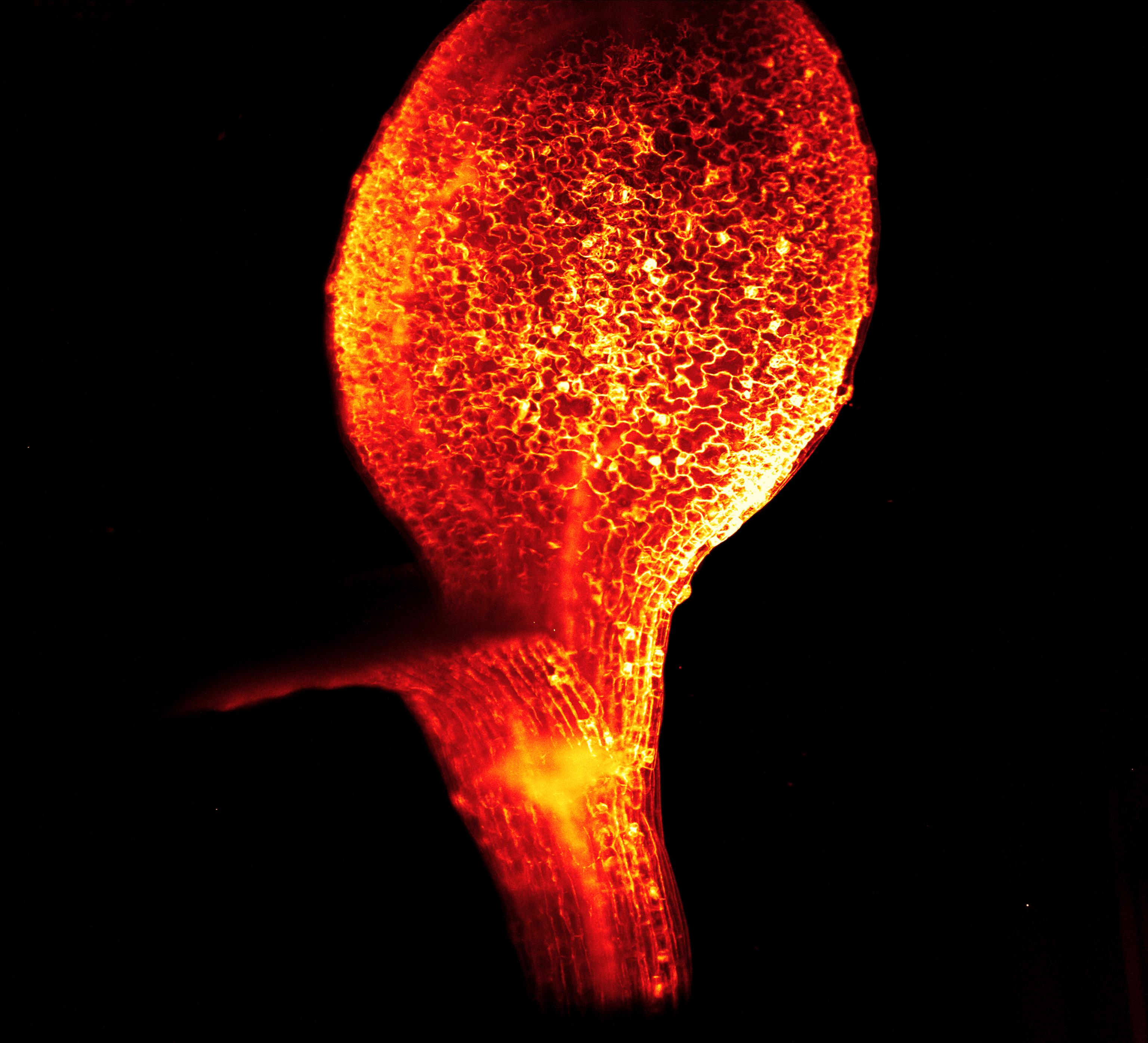 Alpha3 Webinar: Plant Imaging and Clearing for Light Sheet Microscopy