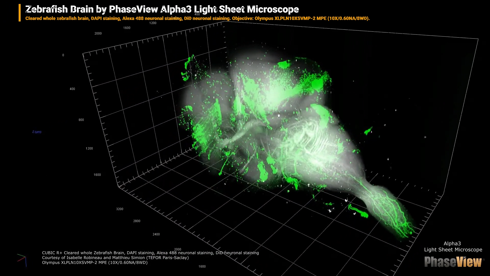 Zebrafish Brain by PhaseView Alpha3 Light Sheet Microscope