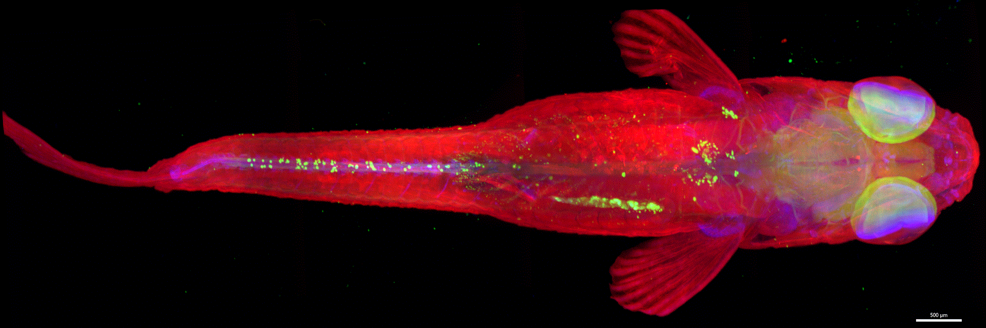 zebrafish